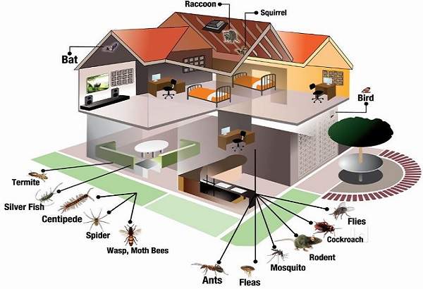 Karnal Pest Control Services